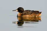 Image. Black-headed Duck