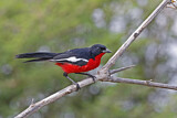 Image. Black-headed Gonolek