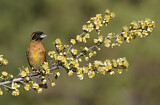 Image. Black-headed Grosbeak