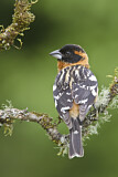 Image. Black-headed Grosbeak