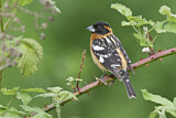 Image. Black-headed Grosbeak