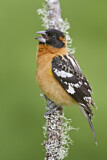 Image. Black-headed Grosbeak