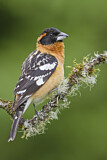 Image. Black-headed Grosbeak