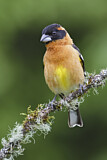 Image. Black-headed Grosbeak