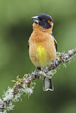 Image. Black-headed Grosbeak