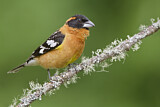 Image. Black-headed Grosbeak