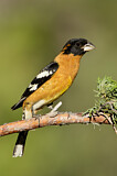 Image. Black-headed Grosbeak