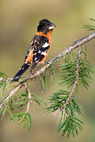 Image. Black-headed Grosbeak
