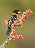 Image. Black-headed Grosbeak