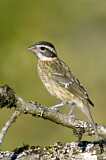 Image. Black-headed Grosbeak