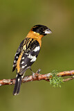 Image. Black-headed Grosbeak