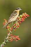 Image. Black-headed Grosbeak