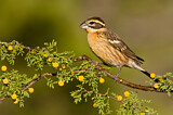 Image. Black-headed Grosbeak