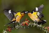 Image. Black-headed Grosbeak