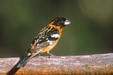 Image. Black-headed Grosbeak