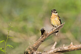 Image. Black-headed Grosbeak