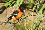 Image. Black-headed Grosbeak
