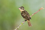 Image. Black-headed Grosbeak