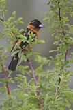 Image. Black-headed Grosbeak