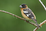Image. Black-headed Grosbeak