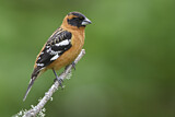Image. Black-headed Grosbeak