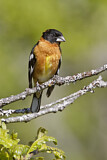 Image. Black-headed Grosbeak