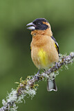 Image. Black-headed Grosbeak