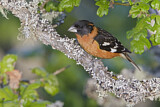 Image. Black-headed Grosbeak