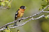 Image. Black-headed Grosbeak