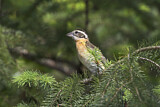 Image. Black-headed Grosbeak