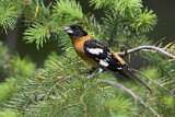 Image. Black-headed Grosbeak