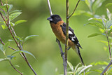 Image. Black-headed Grosbeak