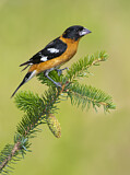 Image. Black-headed Grosbeak