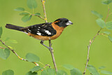 Image. Black-headed Grosbeak