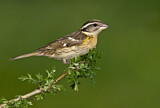 Image. Black-headed Grosbeak