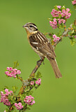 Image. Black-headed Grosbeak