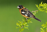 Image. Black-headed Grosbeak