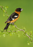 Image. Black-headed Grosbeak