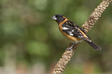 Image. Black-headed Grosbeak
