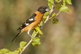 Image. Black-headed Grosbeak