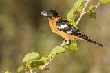 Image. Black-headed Grosbeak