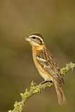 Image. Black-headed Grosbeak