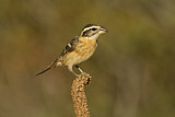 Image. Black-headed Grosbeak