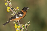 Image. Black-headed Grosbeak