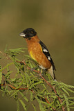 Image. Black-headed Grosbeak