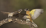 Image. Black-headed Grosbeak
