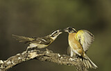 Image. Black-headed Grosbeak