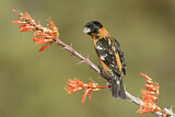 Image. Black-headed Grosbeak