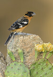 Image. Black-headed Grosbeak