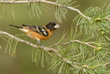 Image. Black-headed Grosbeak